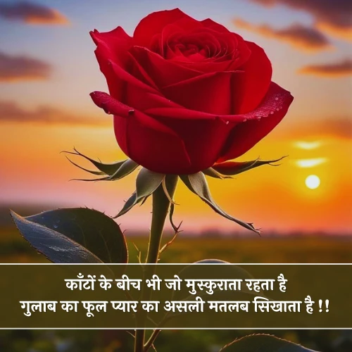 Gulab Ka Phool Shayari Gulab Ka Phool Shayari