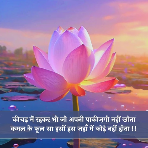 Kamal Ka Phool Shayari Kamal Ka Phool Shayari