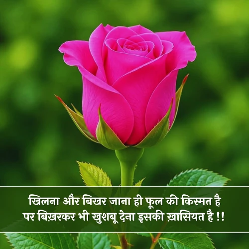 Phool Shayari in Hindi Phool Shayari in Hindi
